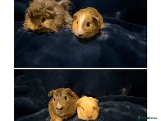 Guinea Pig rodents - Advert 12