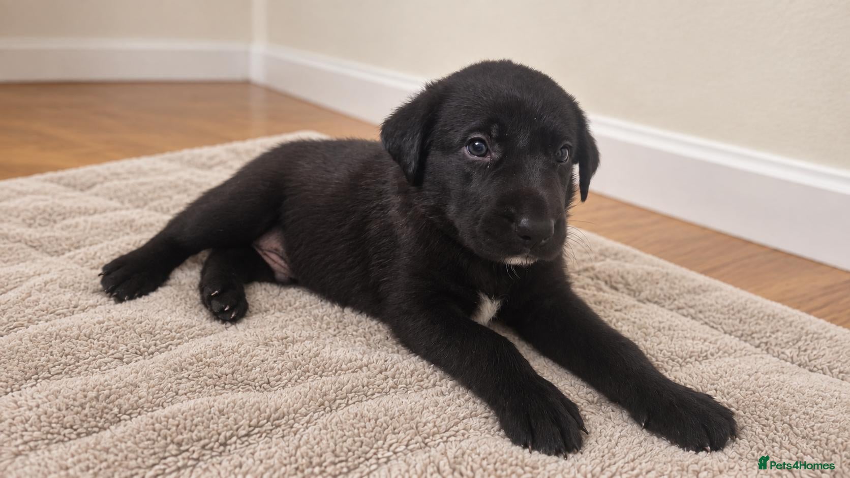 Borador dogs Beautiful borador puppies  - Advert 4