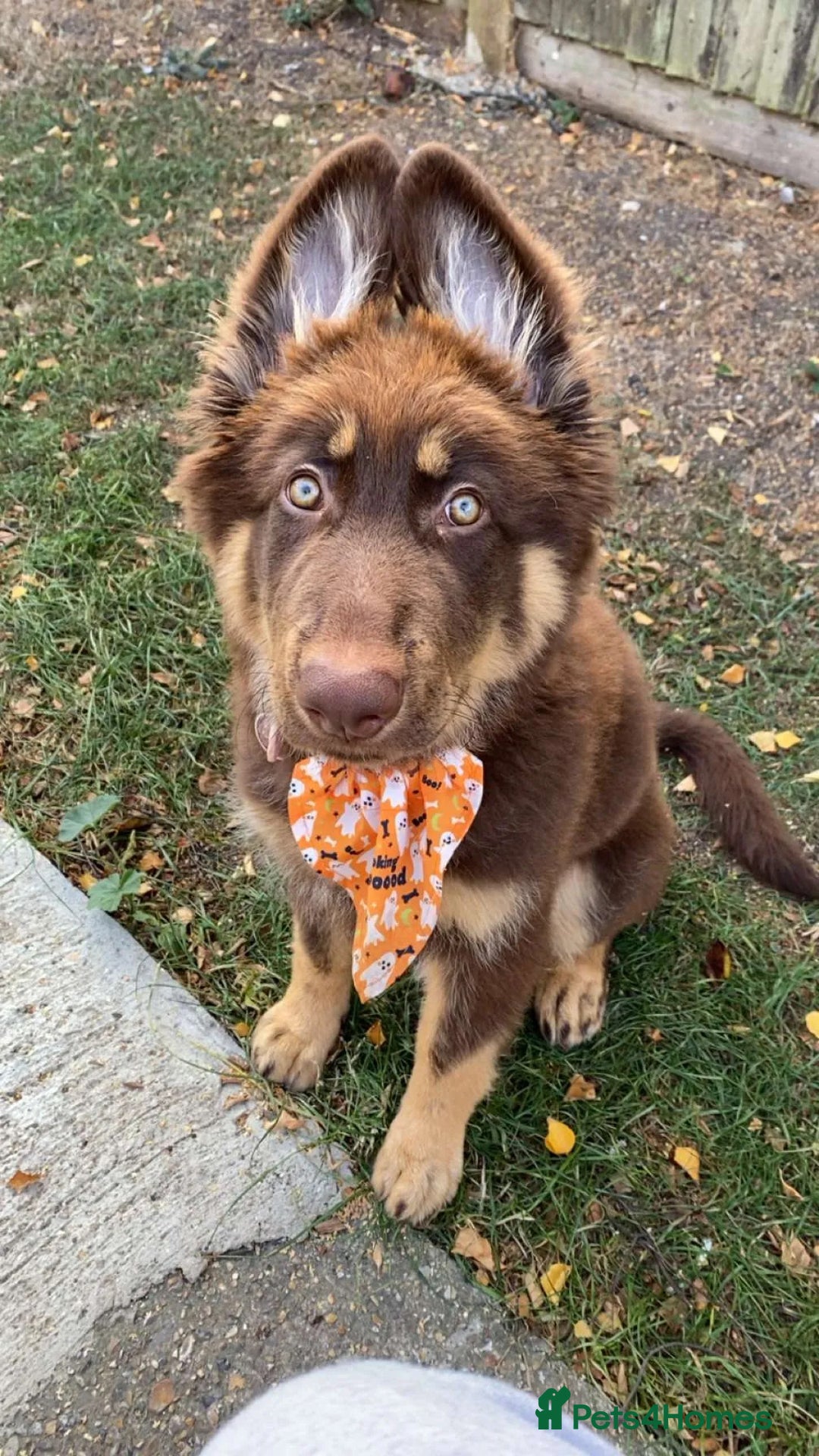 German Shepherd dogs for sale: Queenie a liver German shepherd  - Advert 5