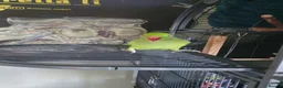 Ringnecks birds for sale: Indian ringneck parakeet (male)  in Liskeard - Advert 3