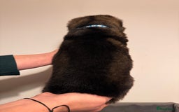 German Shepherd dogs for sale: KC German Shepherd Working line puppies 🐶  - Image 2