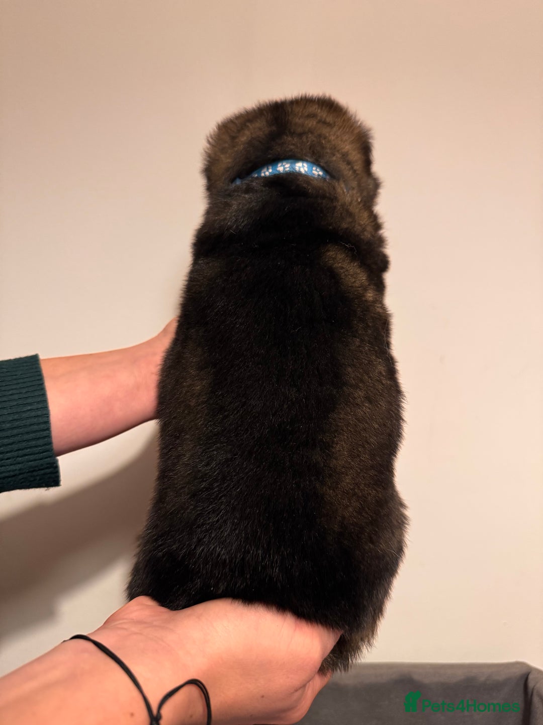 German Shepherd dogs for sale: KC German Shepherd Working line puppies 🐶  - Image 2