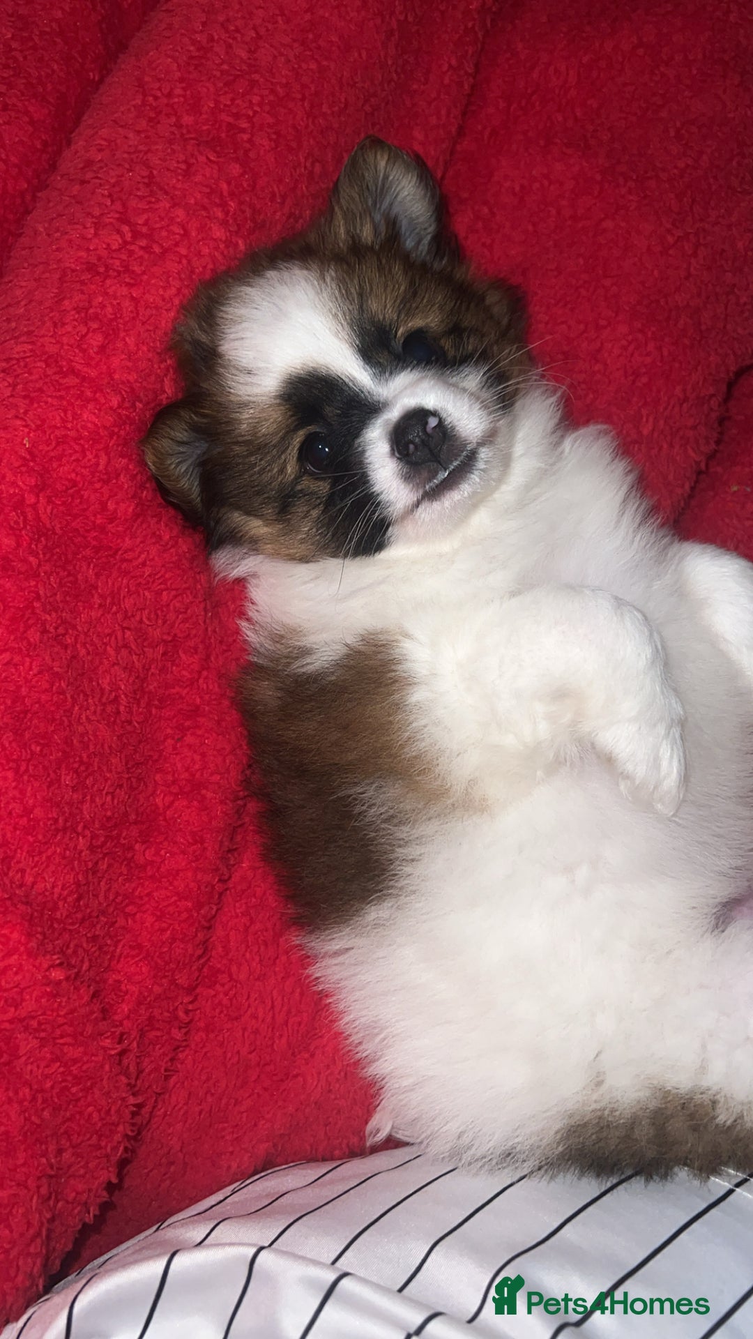 Mixed Breed dogs for sale: Male puppy for sale - Advert 2