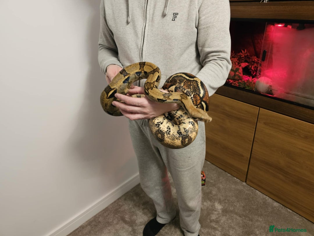 Boa Snake reptiles for sale: Common Boa - Advert 1