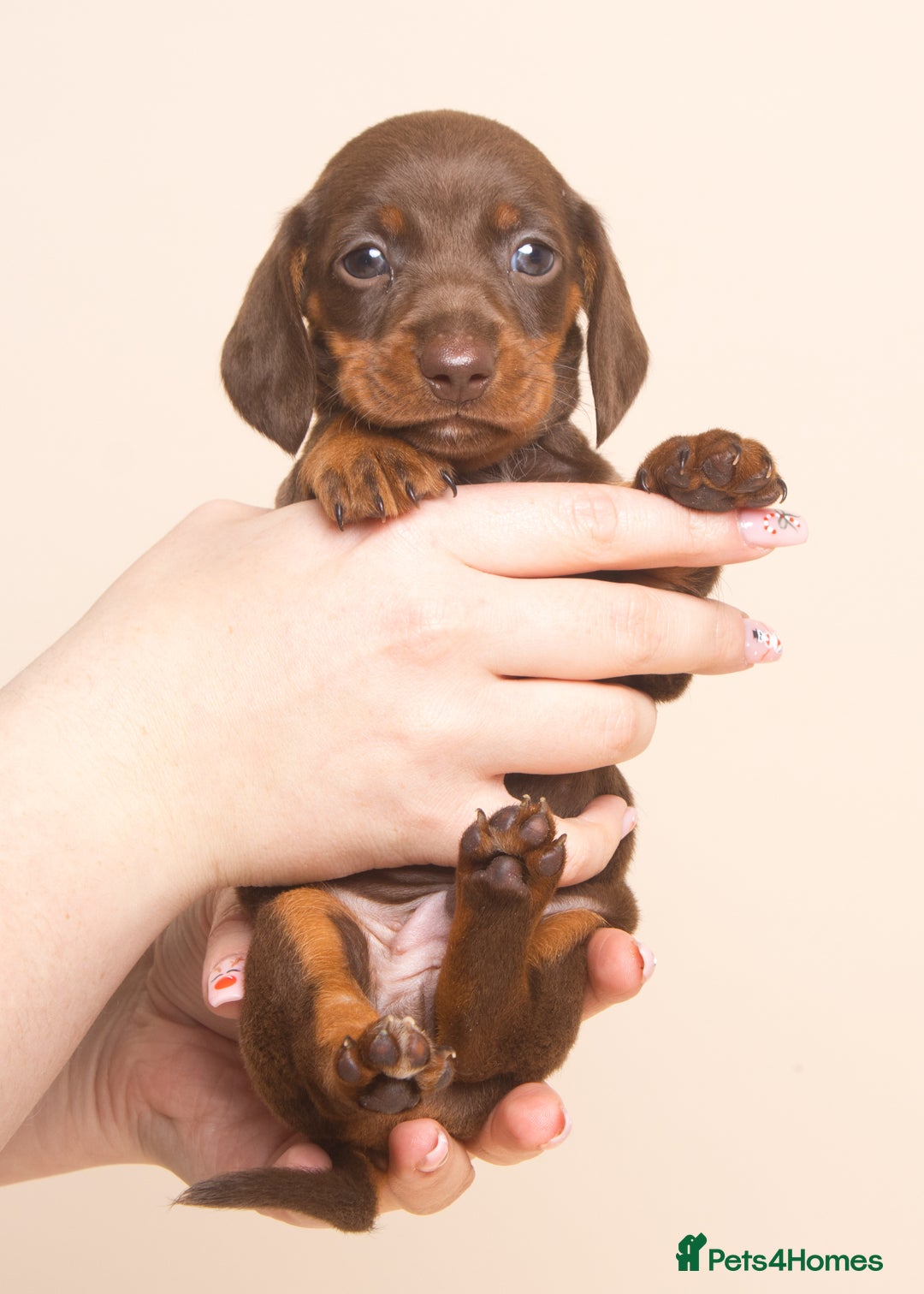 Miniature Dachshund dogs for sale: True Miniature Dachshund Puppies - Advert 8