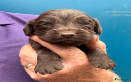Cocker Spaniel dogs for sale: Ready Now- Quality Chocolate Pups Available - Image 9