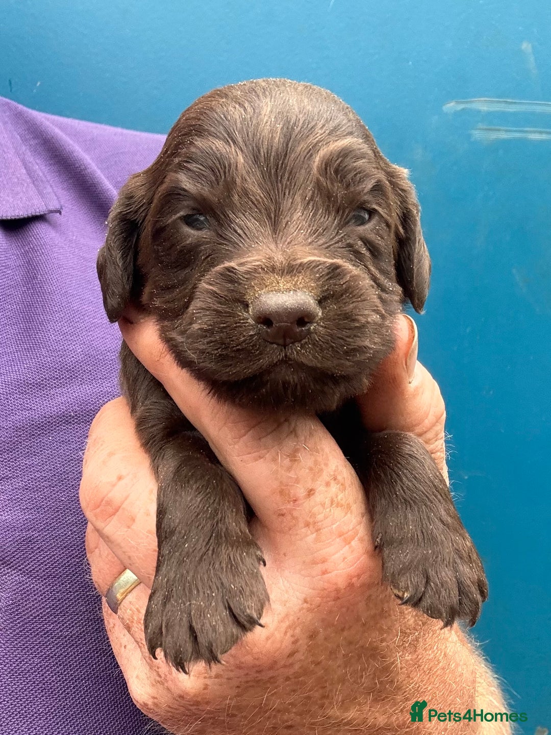 Cocker Spaniel dogs for sale: Ready Now- Quality Chocolate Pups Available - Image 9