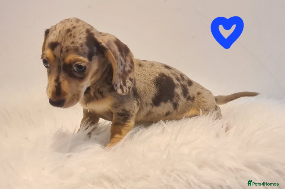 Miniature Dachshund dogs for sale: KC Daxi's health tested parents.READY - Image 4