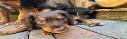 Cocker Spaniel dogs for sale: Tri dog in Southampton - Advert 2