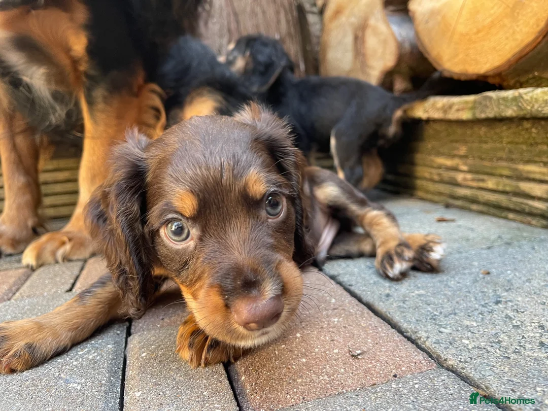 Cocker Spaniel dogs for sale: Tri dog in Southampton - Advert 2