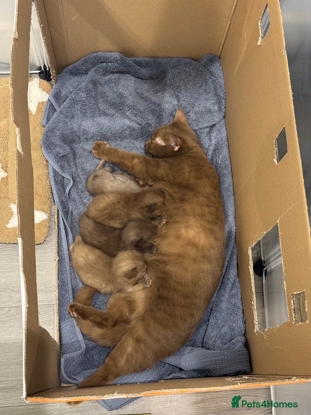 British Shorthair cats for sale: 🤎 British Shorthair Cinnamon Kittens🤎 - Image 1