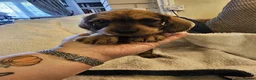 Dachshund dogs for sale: WIRE HAIRED STANDARD DACHSHUNDS  - Advert 4