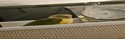 Conures birds for sale: Pineapple Conure DNA Male  in Liverpool - Advert 9