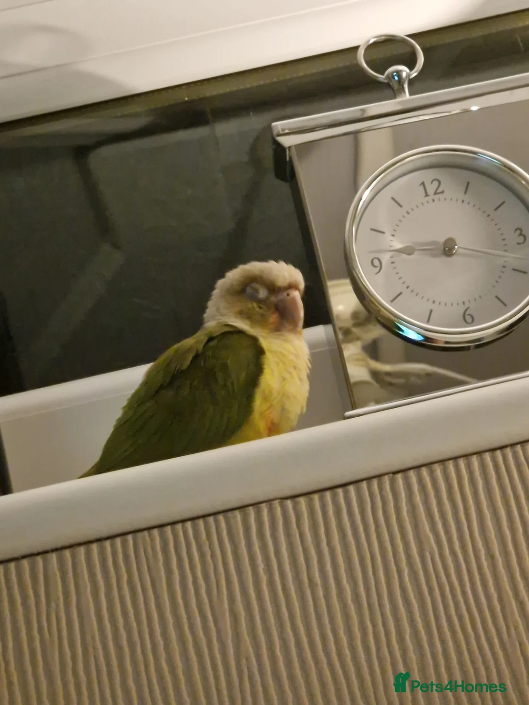 Conures birds for sale: Pineapple Conure DNA Male  in Liverpool - Advert 9