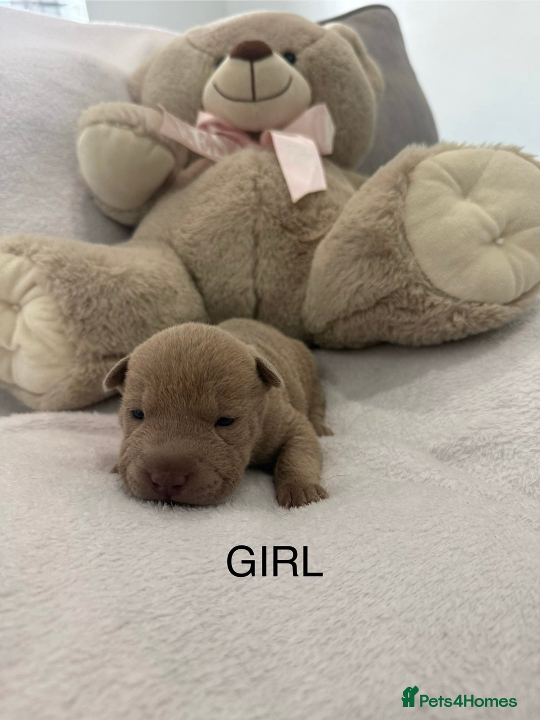 Shar Pei dogs for sale: 🔥 BEAUTIFUL SHARPEI PUPS 🔥  - Image 5