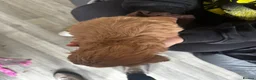 Cockapoo dogs for sale: Cockapoo pups  - Advert 4