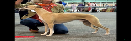 Whippet dogs for sale: Quality show/ Lure coursing girl - Advert 13