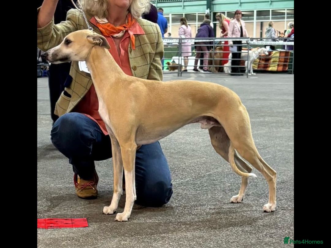 Whippet dogs for sale: Quality show/ Lure coursing girl - Advert 13