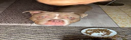 American Bully dogs for sale: American pocket bully boy needs a single owner <3 in London - Advert 4