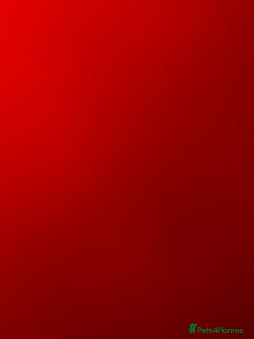 Mixed Breed dogs for sale: Saluki grey hound boy  - Advert 2