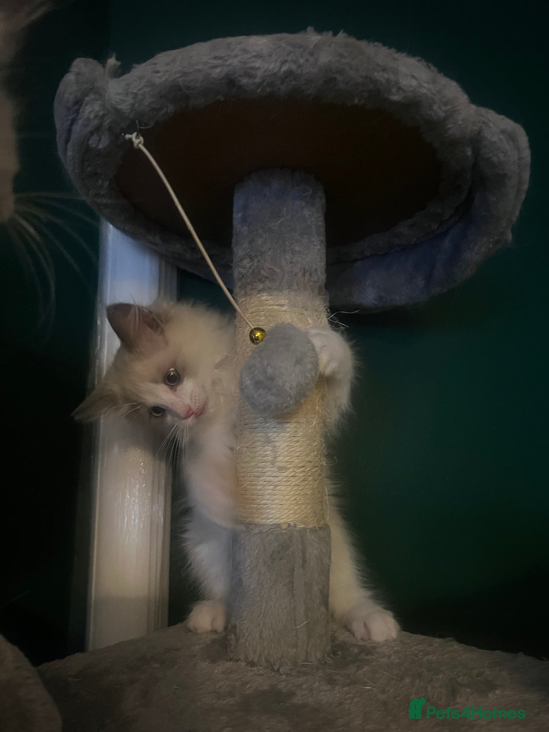 Ragdoll cats for sale: Stunning male Ragdoll kittens only 2 left - Image 7