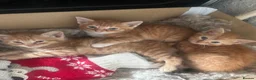 Mixed Breed cats for sale: 2 beautiful male ginger kittens - Advert 5