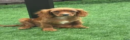 Cavapoo dogs for sale: Beautiful cavapoos  - Advert 5