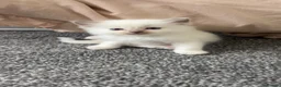 Ragdoll cats for sale: 5 Purebred Ragdoll Kittens in Keith - Advert 7