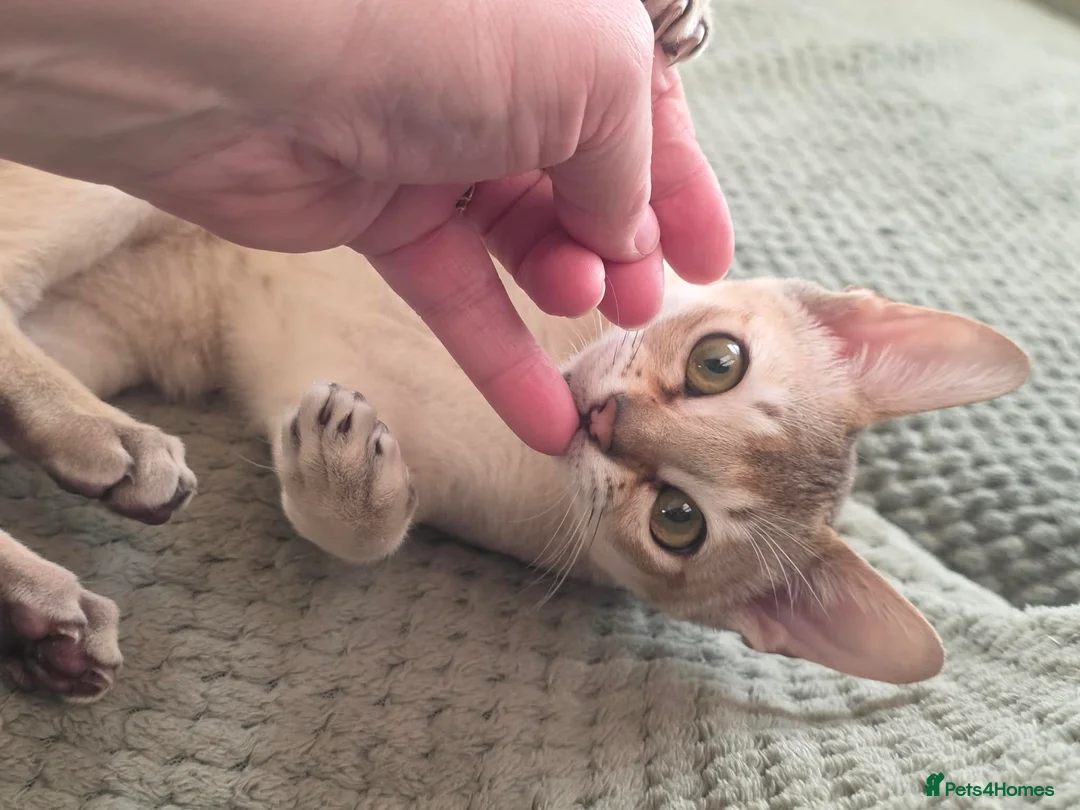 Singapura cats for sale: Stunning Singapura kittens  - Advert 27