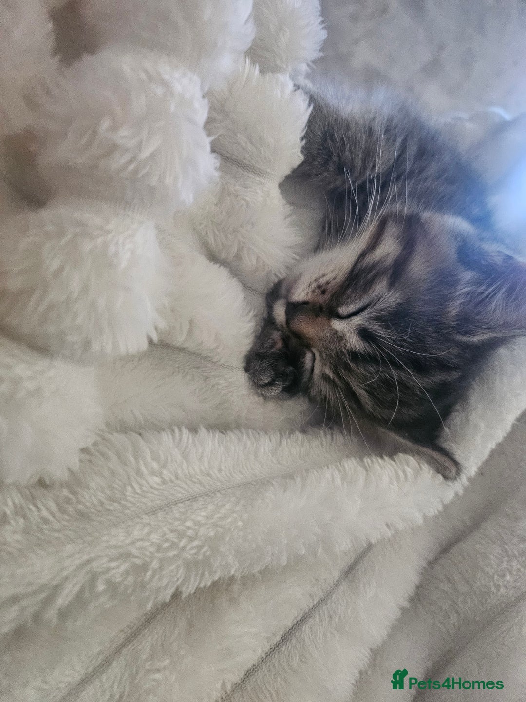 European cats for sale: Female tabby europian shorthair mixed kitten 🏡  - Image 13