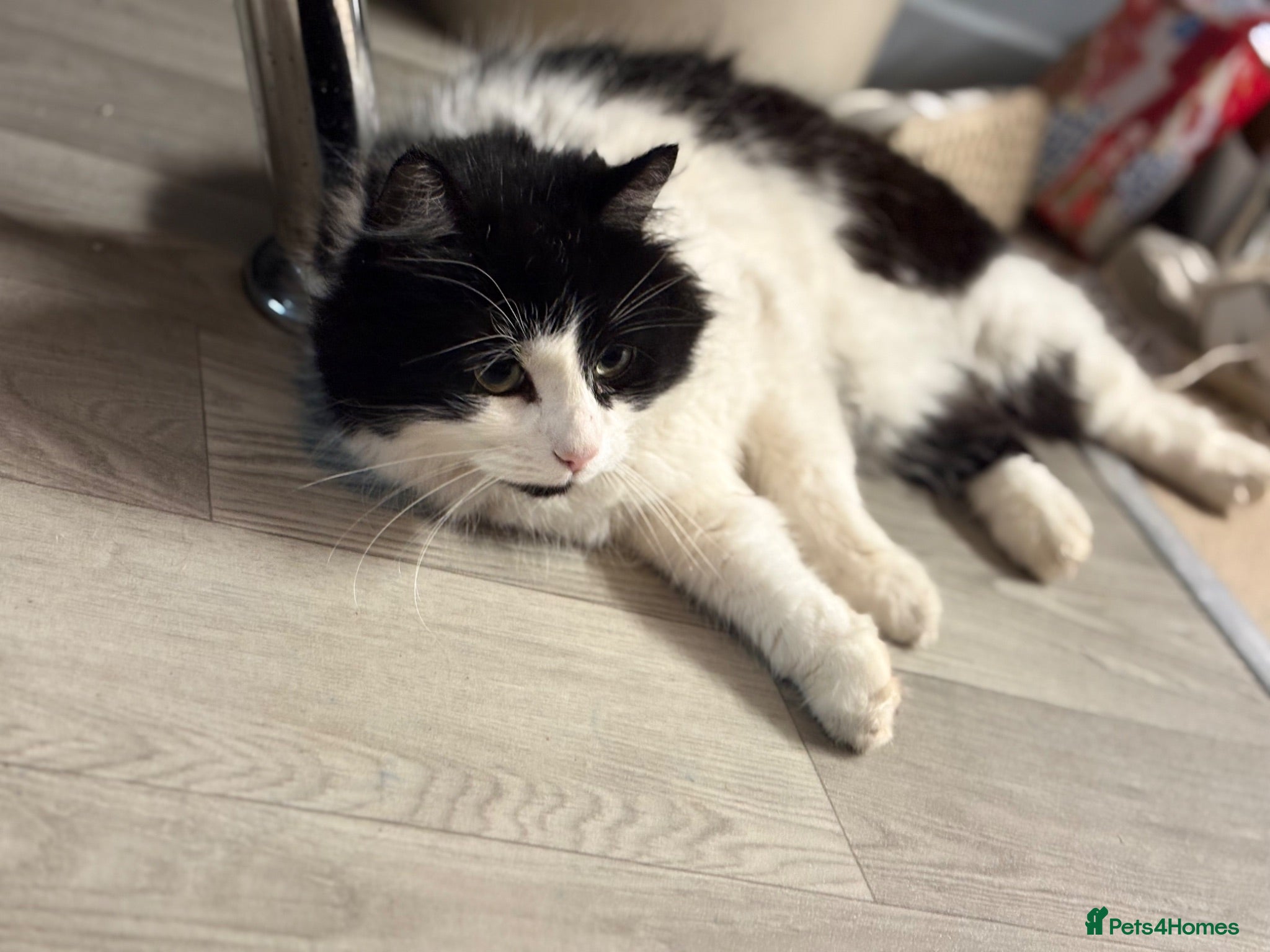 Mixed Breed cats Looking for forever home  - Advert 1