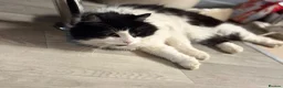 Mixed Breed cats for sale: Looking for forever home  in Royston - Advert 1