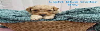 Mini Goldendoodle Puppy 5