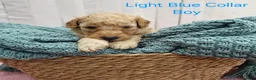 Mini Goldendoodle dogs for sale: Mini Goldendoodle Puppies - Advert 30