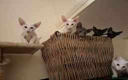 Oriental cats for sale: Absolutly loving beautiful oriental kittens - Image 2