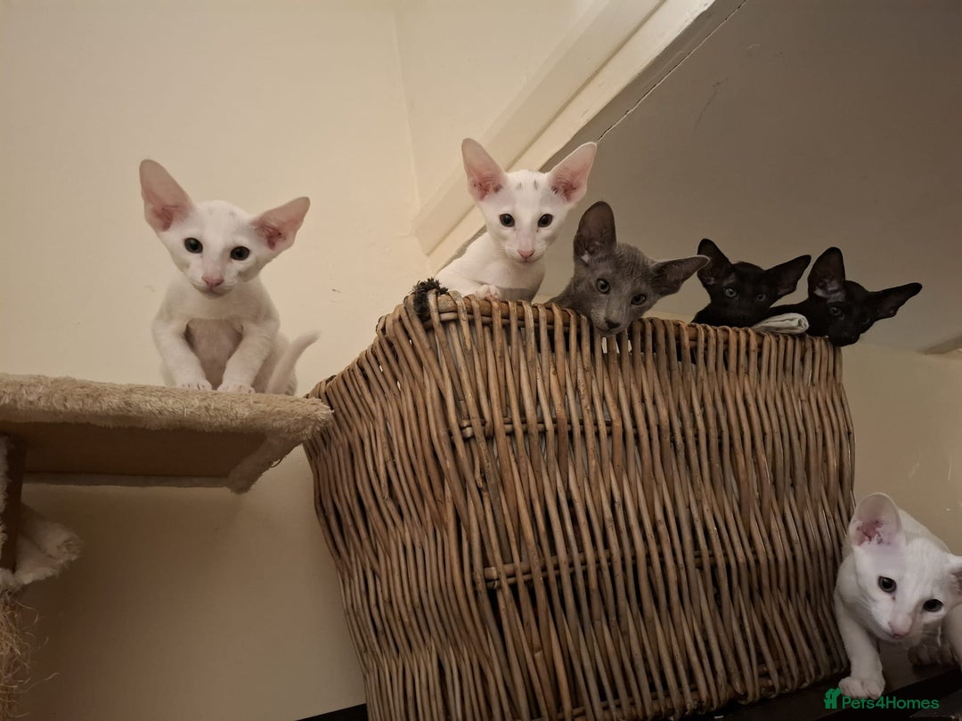 Oriental cats for sale: Absolutly loving beautiful oriental kittens - Image 2