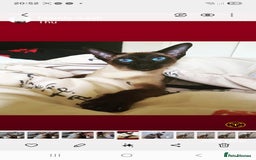 Oriental cats for sale: Oriental kittens  - Image 5