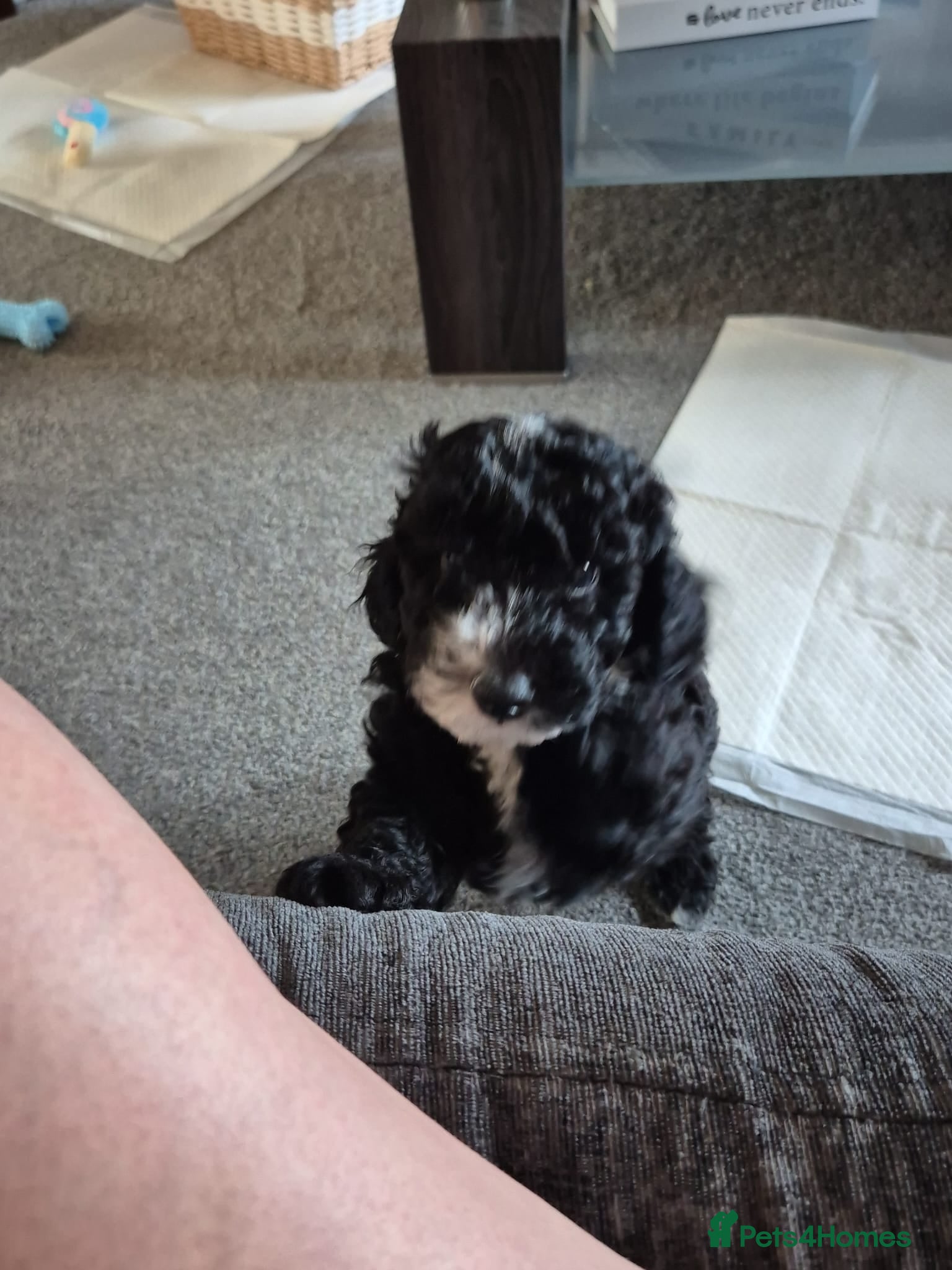 Toy Poodle dogs Boy toy poodle ready to leave 8 weeks old - Advert 1