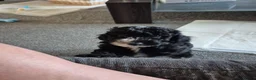 Toy Poodle dogs for sale: Boy toy poodle ready to leave 8 weeks old - Advert 1