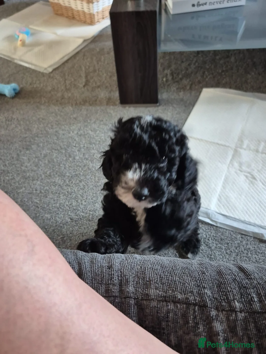 Toy Poodle dogs for sale: Boy toy poodle ready to leave 8 weeks old - Advert 1