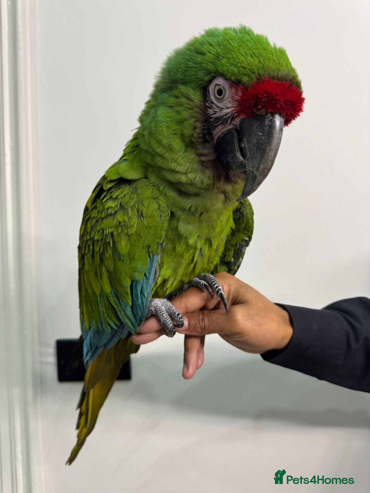 Macaws birds Tame Military Macaw - Advert 1