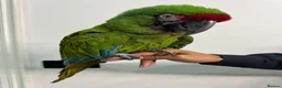 Macaws birds for sale: Tame Military Macaw - Advert 1
