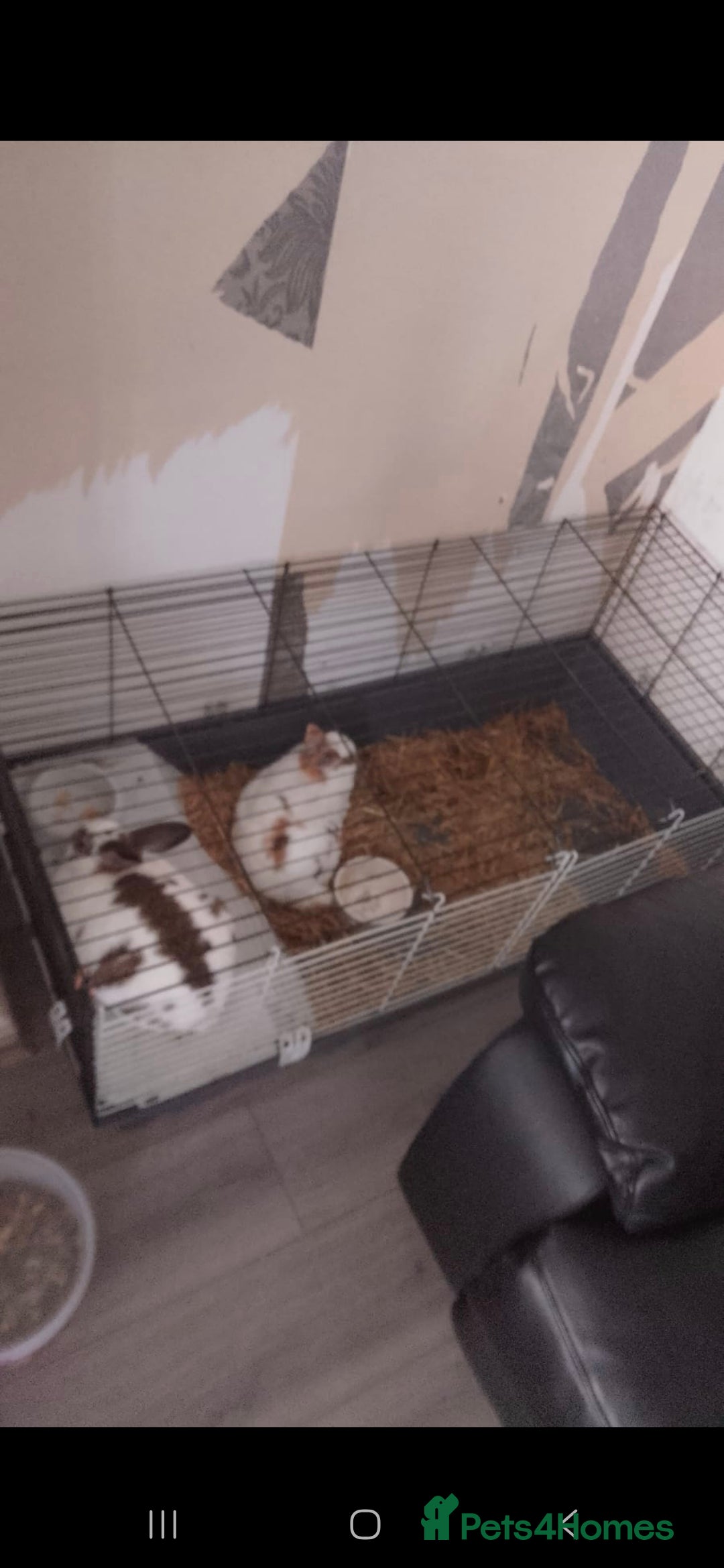 English rabbits for sale: Free pair of rabbits  - Image 1