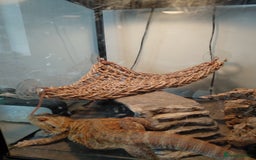 Bearded Dragon reptiles for sale: Beautiful Female Bearded Dragon - Image 5