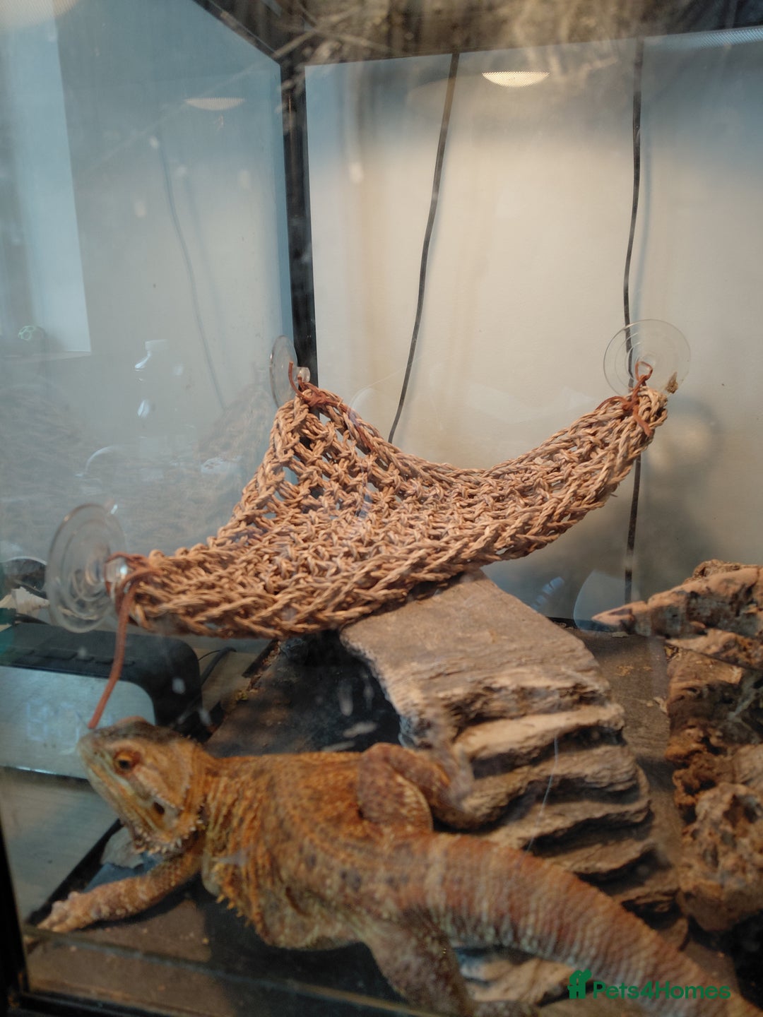 Bearded Dragon reptiles for sale: Beautiful Female Bearded Dragon - Image 5