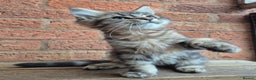 Maine Coon cats for sale: 2 Boys 3 girls Maine Coones kittens - Advert 24
