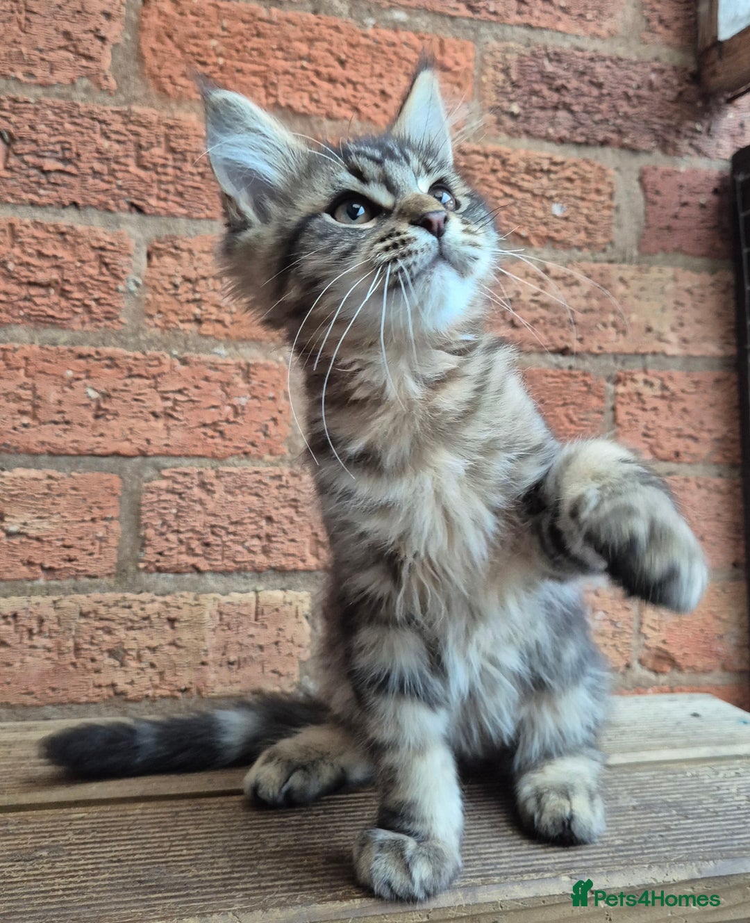 Maine Coon cats for sale: 2 Boys 3 girls Maine Coones kittens - Advert 24