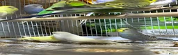 Budgerigars birds for sale: 18 budgies for sale - Advert 10