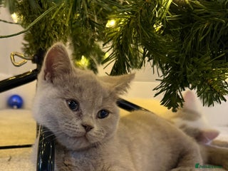 British Shorthair cats Registered Fawn BSH babies still available - Advert 11
