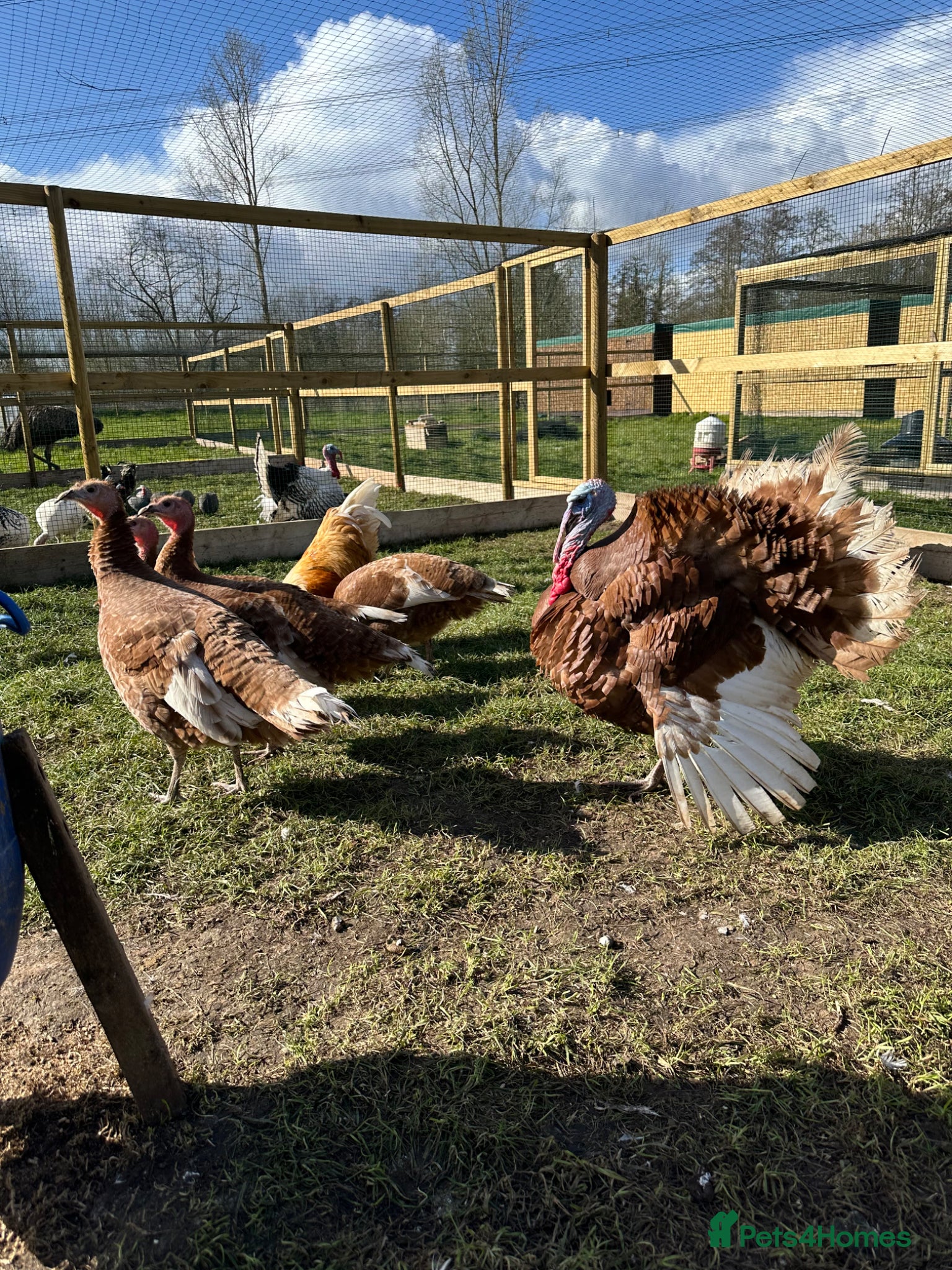 Turkeys poultry Bourbon red turkey poults  - Advert 2